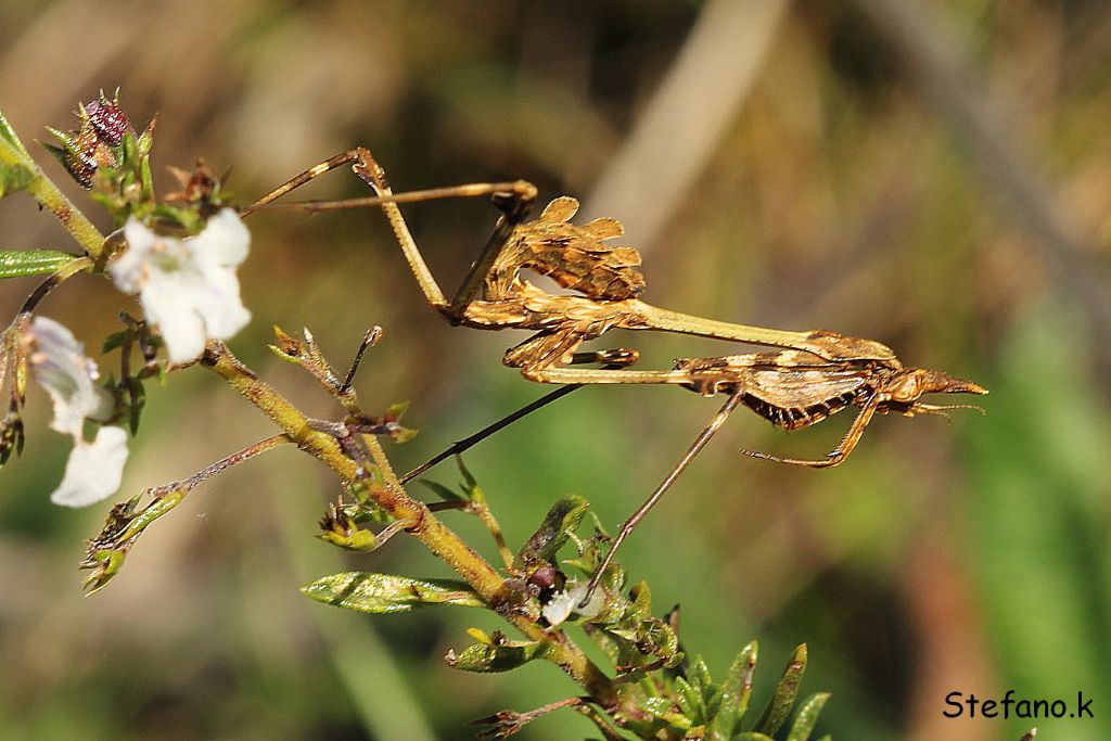 Giovane Empusa fasciata